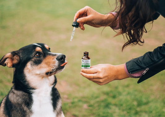 Hemp Tinctures for Pet Health